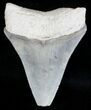 Serrated Bone Valley Megalodon Tooth #18452-1